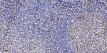 4.1G antibody