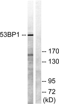 53BP1 rabbit pAb