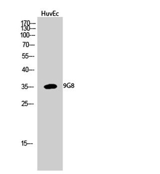 9G8 antibody