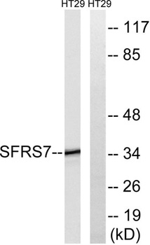 9G8 antibody