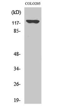 A Cyclase I antibody