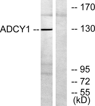 A Cyclase I antibody
