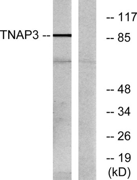 A20 rabbit pAb