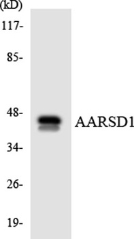 AARSD1 rabbit pAb