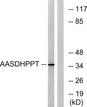 AASD-PPT rabbit pAb