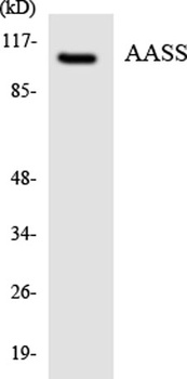 AASS antibody