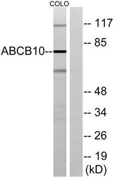 ABCB10 rabbit pAb