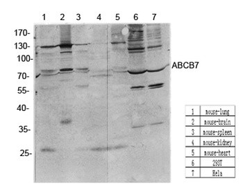 ABCB7 rabbit pAb