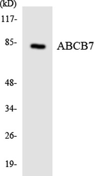 ABCB7 rabbit pAb