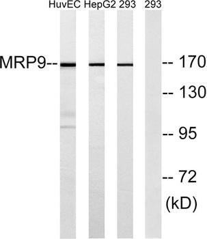 ABCC12 antibody