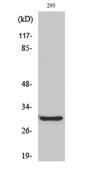 ABCC13 rabbit pAb Antibody