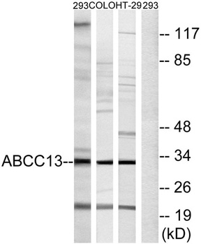 ABCC13 rabbit pAb Antibody