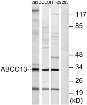 ABCC13 antibody