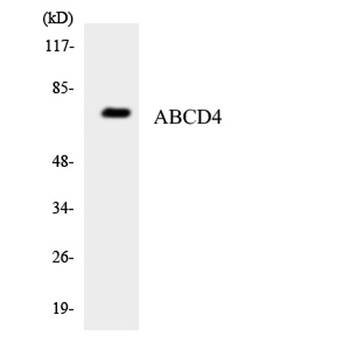 ABCD4 rabbit pAb