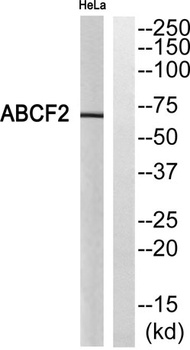 ABCF2 antibody