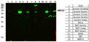 ABCG2 antibody