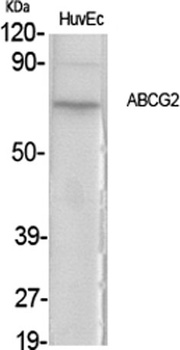 ABCG2 rabbit pAb