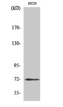 ABCG2 antibody