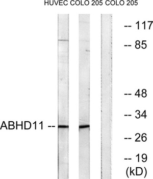 ABHD11 rabbit pAb