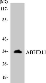 ABHD11 rabbit pAb