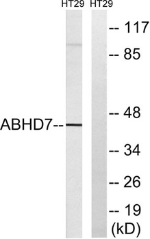 ABHD7 rabbit pAb