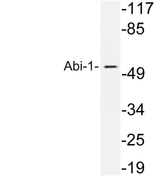 Abi-1 rabbit pAb