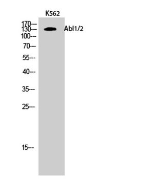 Abl1/2 antibody