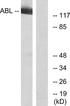 Abl1/2 rabbit pAb