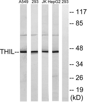 ACAT-1 rabbit pAb