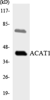 ACAT-1 rabbit pAb