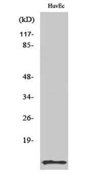 ACBP antibody