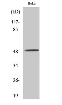 AChRα10 rabbit pAb