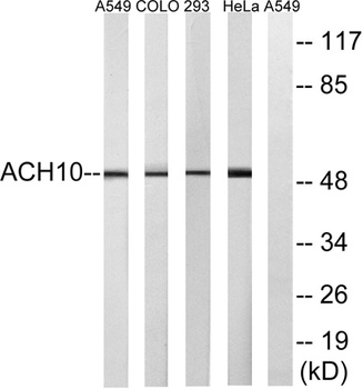 AChRα10 rabbit pAb