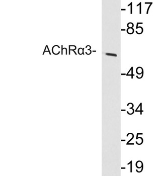 AChRα3 rabbit pAb