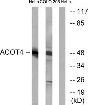 ACOT4 antibody