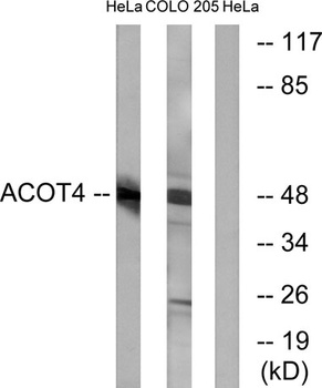 ACOT4 rabbit pAb