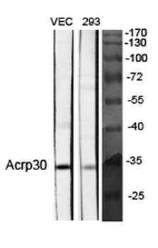 Acrp30 rabbit pAb