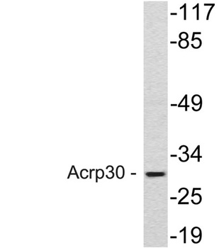 Acrp30 antibody