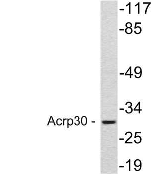 Acrp30 rabbit pAb