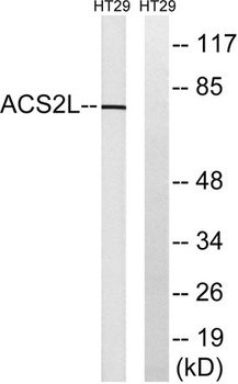 ACSS1 antibody