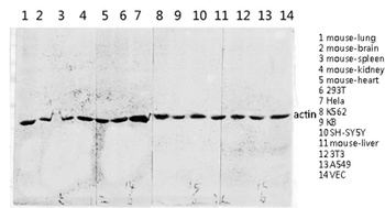 ACTA2 antibody