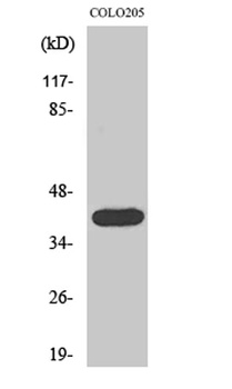 Actin α3 rabbit pAb