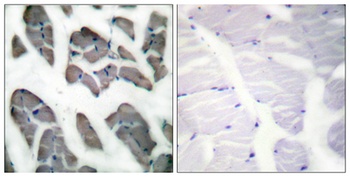 Actin α3 rabbit pAb