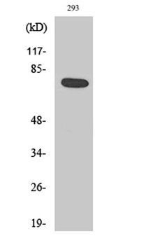 Actinin-α1/2/3/4 rabbit pAb
