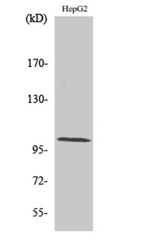 Actinin-α2/3 rabbit pAb