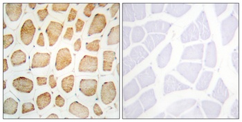 Actinin-α2/3 rabbit pAb