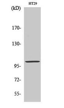 Actinin-α3 rabbit pAb