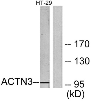 Actinin-α3 rabbit pAb