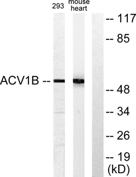 ACTR-IB antibody
