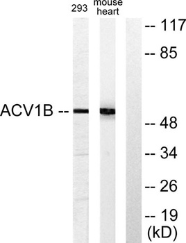 ACTR-IB rabbit pAb